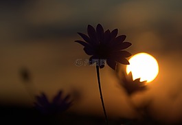 鲜花,营地,日落