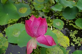 荷花,济南,大明湖