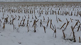 冬天,第一场雪,耕地