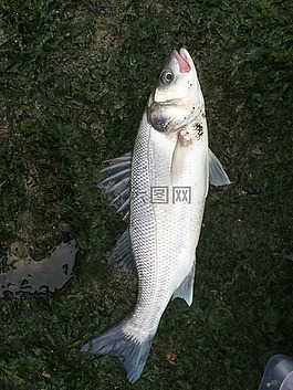 鲈鱼,鱼,海