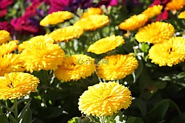 鲜花,特写,花的