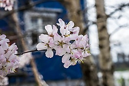 日本,樱花,日本樱花盛开