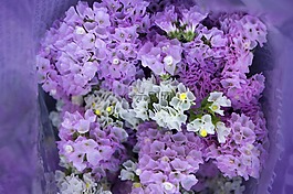 花束,hoa sa lem,粉红色要浅紫色的