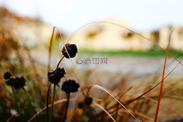 自然,户外,植物区系