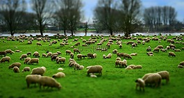 羊,一群,羊群的羊