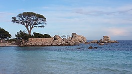 松,海滩,科西嘉