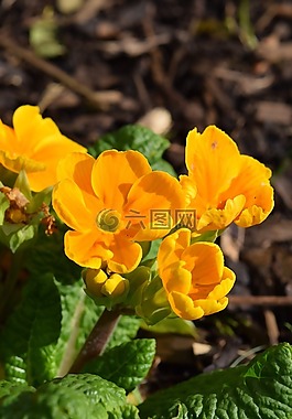 黄三色紫罗兰,花,春