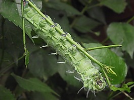 抓斗,举行,植物