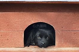 宠物,黑狗,橙色