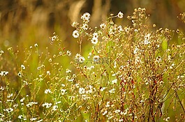 草地,雏菊,阳光明媚