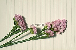 hoa sa lem,浅粉红色,时装纸