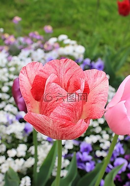 郁金香,开花,粉色