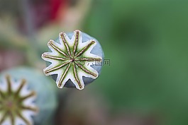 罂粟,罂粟胶囊,胶囊