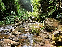 丛林,水,绿色