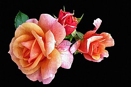 绘画,画布,照片油画