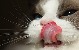 猫,纯繁,布娃娃
