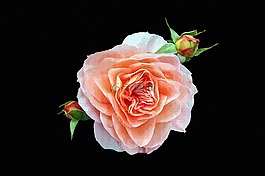 绘画,画布,照片油画