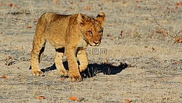狮子,etosha,纳米比亚