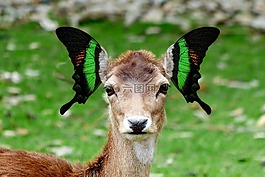 幻想,蝴蝶,动物