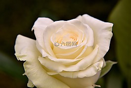 玫瑰绽放,香槟色,花