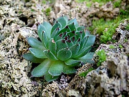 houseleek,肉,厚的板材温室