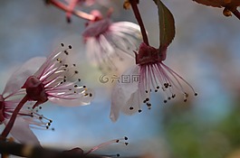 日本樱花盛开,樱花,春天