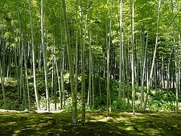 京都,日本,竹
