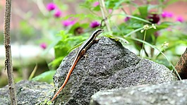自然,植物区系,户外