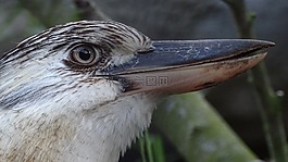 动物,鸟类,澳大利亚