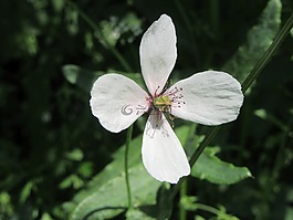 白,花,洁白的花朵