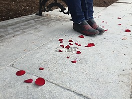 红玫瑰,红色的花瓣,花瓣
