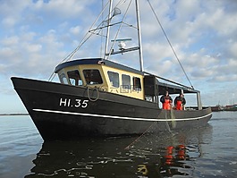 ijsselmeer,维塞,鱼
