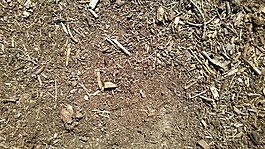 覆盖,地面,背景