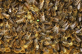 蜜蜂,女王蜂,蜂箱