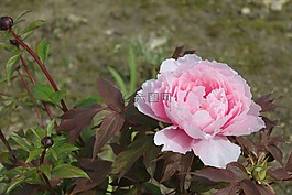 花,植物区系,颜色粉色