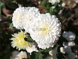 鲜花,美丽的花朵,白