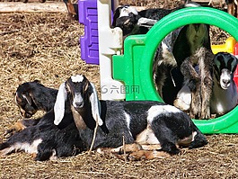 山羊,努比亚,孩子们