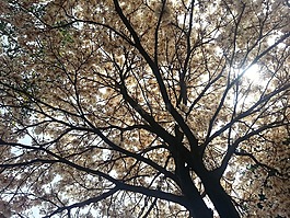 树,光,ipê