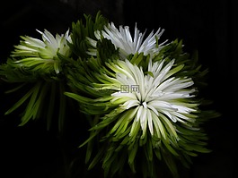 鲜花,自然,特写