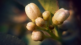 自然,植物区系,户外
