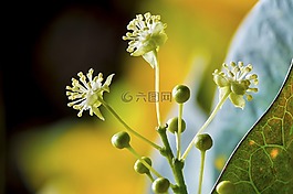 番石榴树绽放,小花,非洲