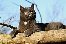 咪咪,猫,2岁