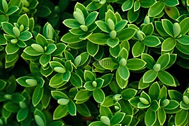 pinguifolia,植物,植物区系