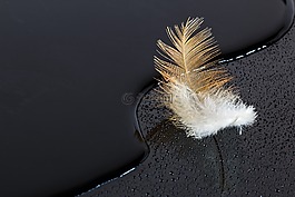 羽毛,水,一滴水