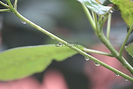 植物,枝杈,重点