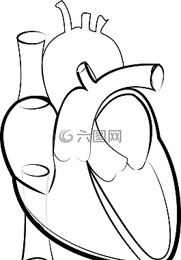 心脏轮廓,医学生,心脏插图
