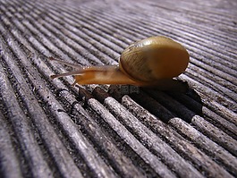 蜗牛,壳,爬网