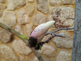 鲜花,神户,三日月
