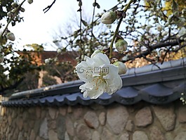 鲜花,神户,三日月