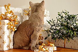 猫,圣诞节,礼物